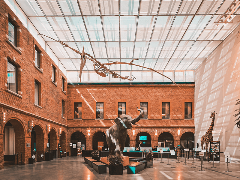 Museum d'histoire naturelle à Toulouse