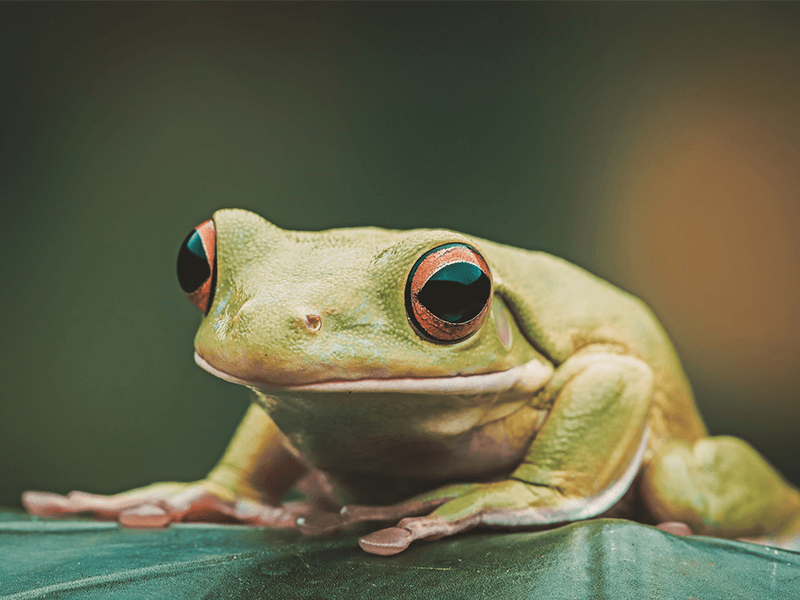 Cliché sur les Français qui raffolent des cuisses de grenouille